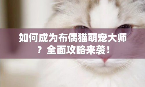 如何成為布偶貓萌寵大師？全面攻略來襲！
