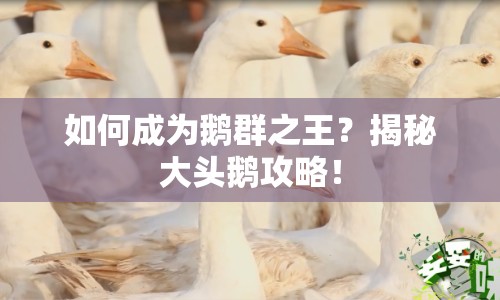 如何成為鵝群之王？揭秘大頭鵝攻略！