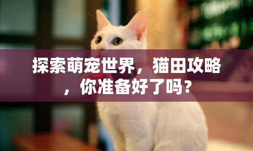 探索萌寵世界，貓?zhí)锕ヂ?，你?zhǔn)備好了嗎？