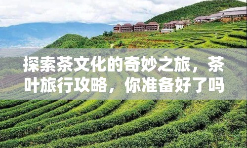 探索茶文化的奇妙之旅，茶葉旅行攻略，你準備好了嗎？