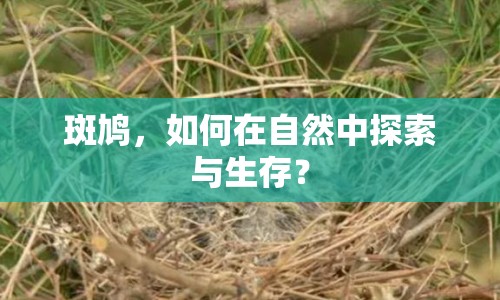 斑鳩，如何在自然中探索與生存？