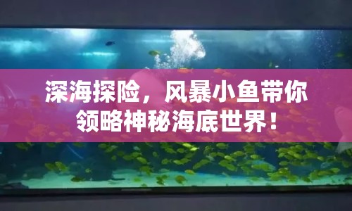 深海探險，風暴小魚帶你領略神秘海底世界！