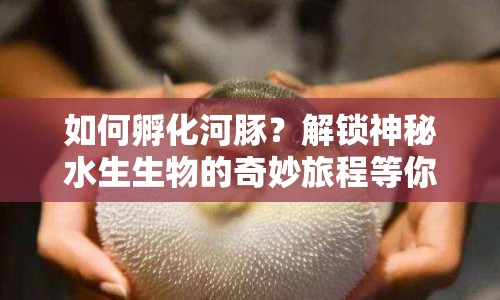 如何孵化河豚？解鎖神秘水生生物的奇妙旅程等你來(lái)探索！