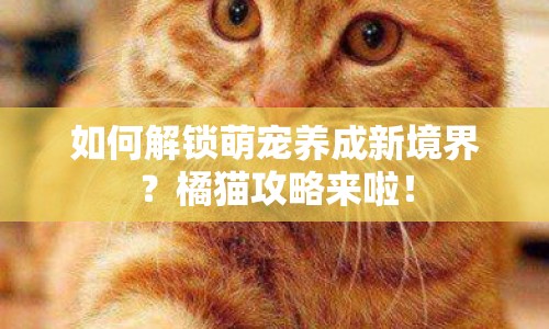 如何解鎖萌寵養(yǎng)成新境界？橘貓攻略來啦！