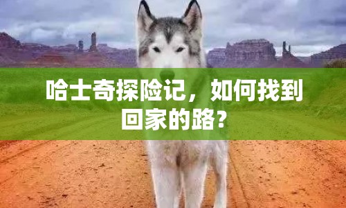 哈士奇探險記，如何找到回家的路？