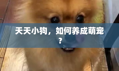 天天小狗，如何養(yǎng)成萌寵？