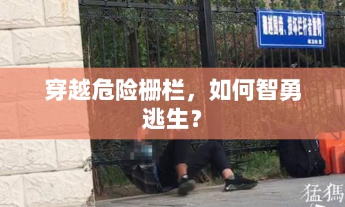 穿越危險柵欄，如何智勇逃生？
