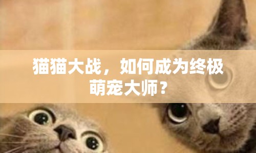 貓貓大戰(zhàn)，如何成為終極萌寵大師？