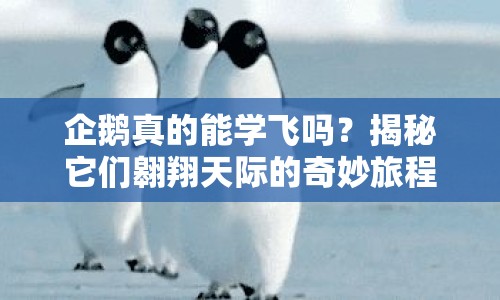 企鵝真的能學(xué)飛嗎？揭秘它們翱翔天際的奇妙旅程