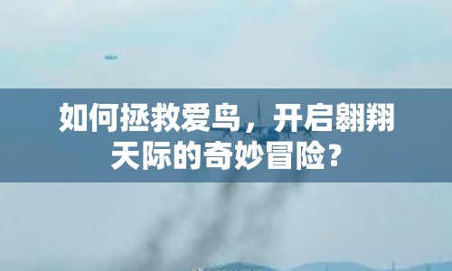 如何拯救愛(ài)鳥(niǎo)，開(kāi)啟翱翔天際的奇妙冒險(xiǎn)？