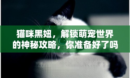 貓咪黑妞，解鎖萌寵世界的神秘攻略，你準(zhǔn)備好了嗎？