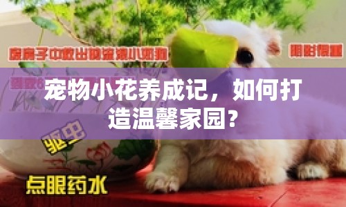 寵物小花養(yǎng)成記，如何打造溫馨家園？