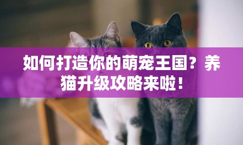 如何打造你的萌寵王國？養(yǎng)貓升級攻略來啦！