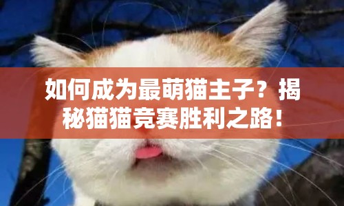 如何成為最萌貓主子？揭秘貓貓競(jìng)賽勝利之路！