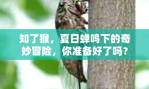 知了猴，夏日蟬鳴下的奇妙冒險，你準備好了嗎？