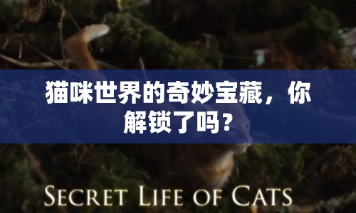 貓咪世界的奇妙寶藏，你解鎖了嗎？