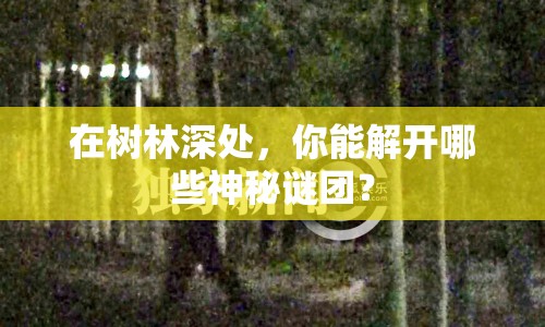 在樹林深處，你能解開哪些神秘謎團？
