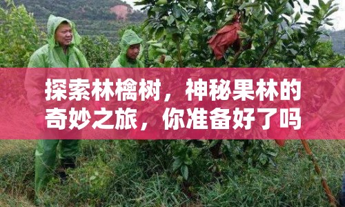 探索林檎樹(shù)，神秘果林的奇妙之旅，你準(zhǔn)備好了嗎？
