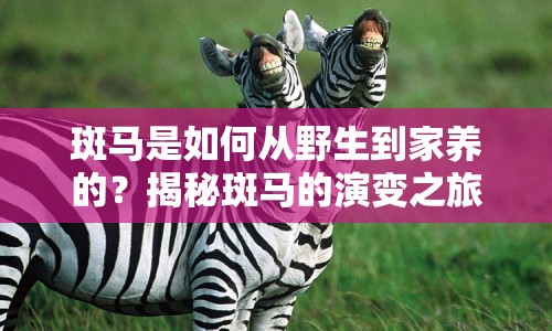 斑馬是如何從野生到家養(yǎng)的？揭秘斑馬的演變之旅！