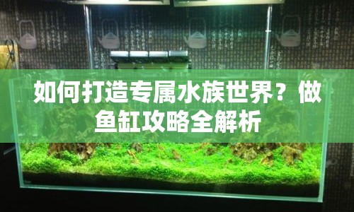 如何打造專屬水族世界？做魚缸攻略全解析