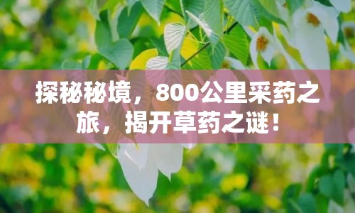 探秘秘境，800公里采藥之旅，揭開草藥之謎！