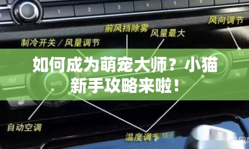 如何成為萌寵大師？小貓新手攻略來啦！