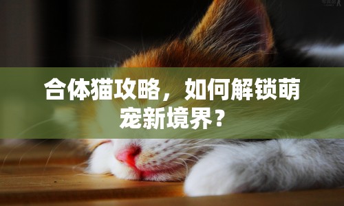 合體貓攻略，如何解鎖萌寵新境界？