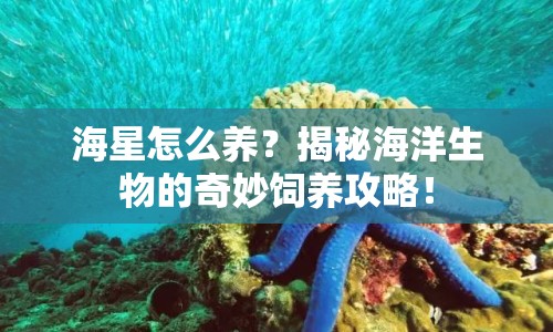 海星怎么養(yǎng)？揭秘海洋生物的奇妙飼養(yǎng)攻略！