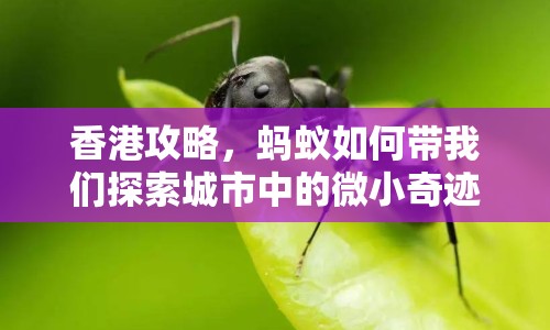 香港攻略，螞蟻如何帶我們探索城市中的微小奇跡？