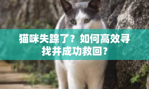 貓咪失蹤了？如何高效尋找并成功救回？