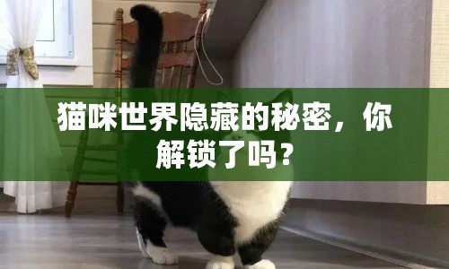 貓咪世界隱藏的秘密，你解鎖了嗎？