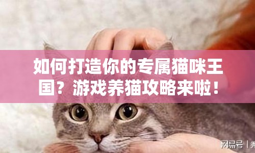 如何打造你的專屬貓咪王國？游戲養(yǎng)貓攻略來啦！