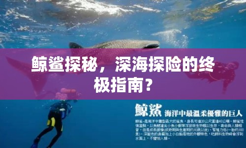 鯨鯊探秘，深海探險(xiǎn)的終極指南？
