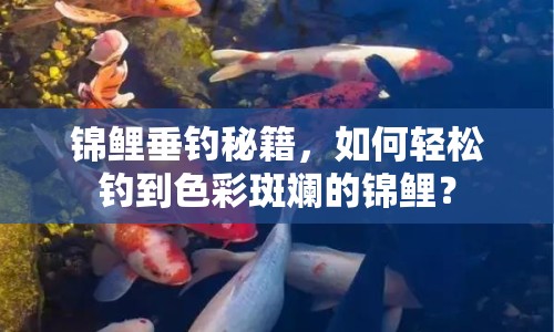 錦鯉垂釣秘籍，如何輕松釣到色彩斑斕的錦鯉？