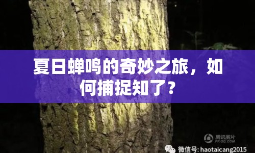 夏日蟬鳴的奇妙之旅，如何捕捉知了？