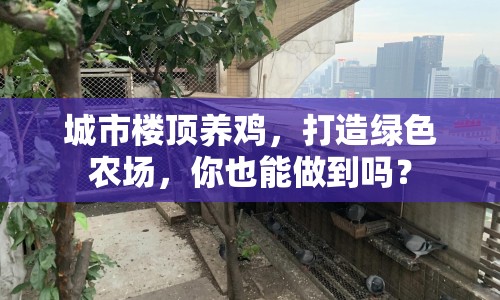 城市樓頂養(yǎng)雞，打造綠色農(nóng)場，你也能做到嗎？