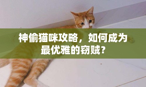 神偷貓咪攻略，如何成為最優(yōu)雅的竊賊？