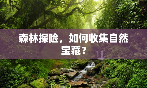 森林探險(xiǎn)，如何收集自然寶藏？