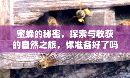 蜜蜂的秘密，探索與收獲的自然之旅，你準(zhǔn)備好了嗎？