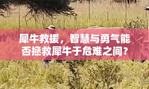 犀牛救援，智慧與勇氣能否拯救犀牛于危難之間？