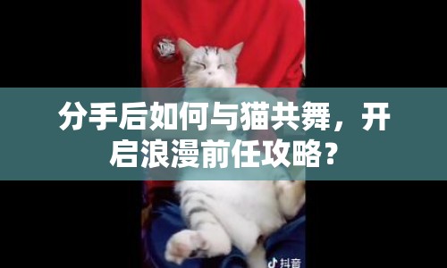 分手后如何與貓共舞，開啟浪漫前任攻略？