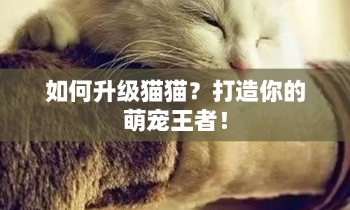 如何升級貓貓？打造你的萌寵王者！