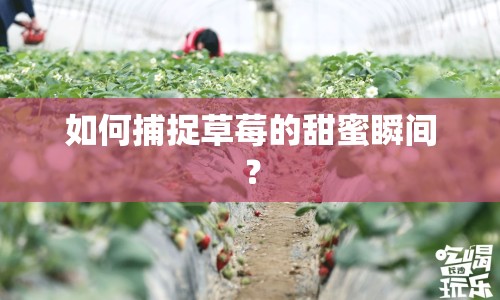 如何捕捉草莓的甜蜜瞬間？