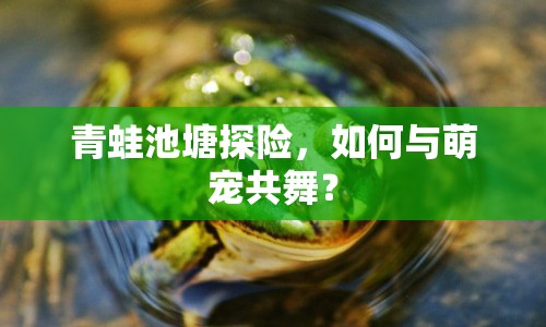 青蛙池塘探險，如何與萌寵共舞？