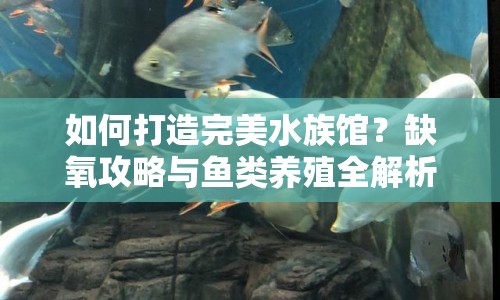 如何打造完美水族館？缺氧攻略與魚(yú)類養(yǎng)殖全解析！