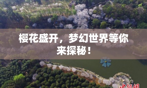 櫻花盛開，夢幻世界等你來探秘！