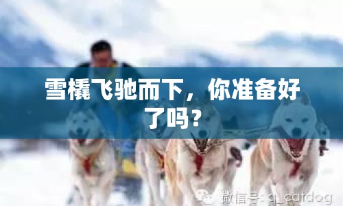 雪橇飛馳而下，你準(zhǔn)備好了嗎？