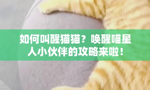 如何叫醒貓貓？喚醒喵星人小伙伴的攻略來(lái)啦！