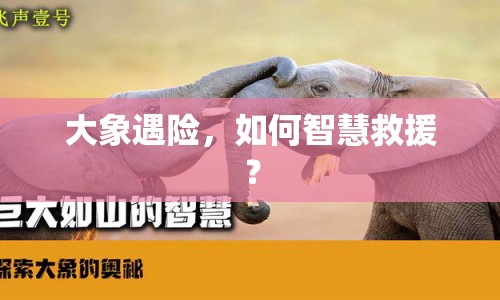 大象遇險，如何智慧救援？