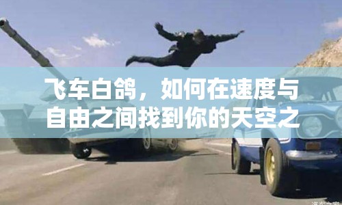 飛車白鴿，如何在速度與自由之間找到你的天空之旅？